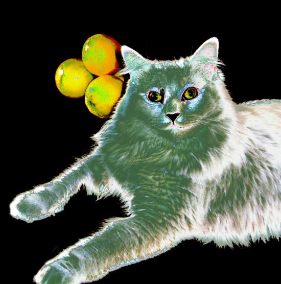 My cat and lemons